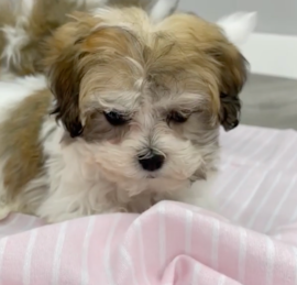 Havachon Puppies For Sale